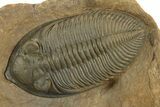 Stunning Zlichovaspis Trilobite - Orange Eye Preservation #334925-3
